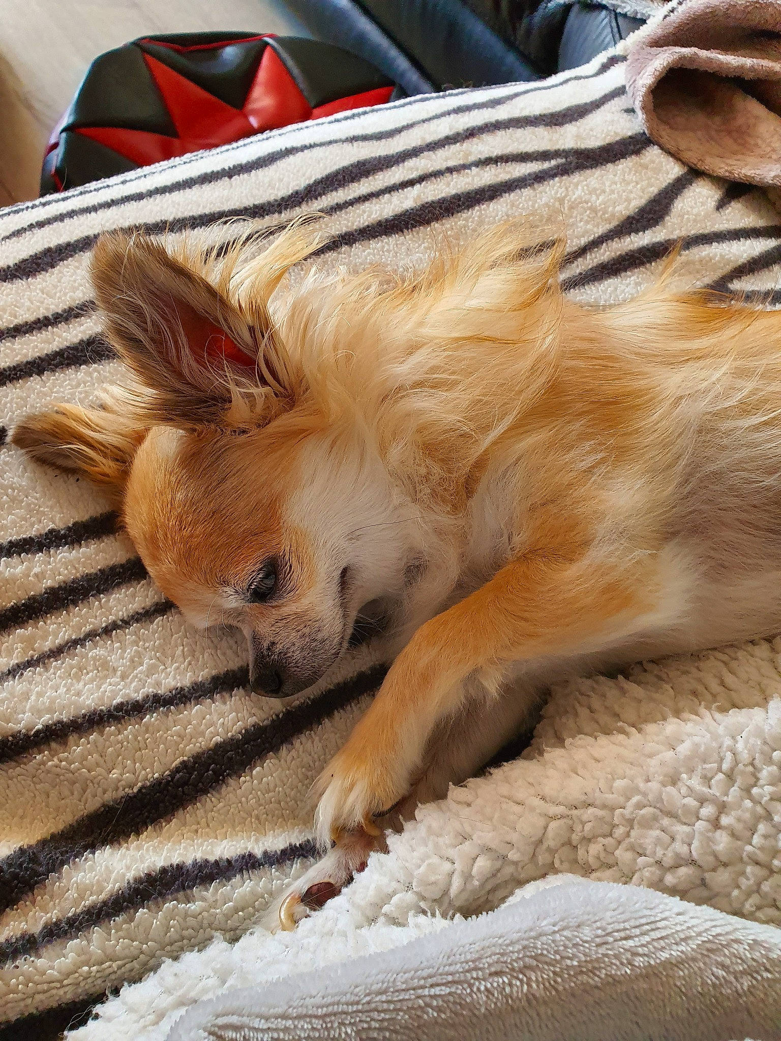 Febee participe au concours pour gagner de l'argent avec cette photo : canidae, carnivore, chihuahua, companion_dog, dog, dog_breed, fawn, fur, mammal, nap, pomeranian, puppy, snout, toy_dog, whiskers