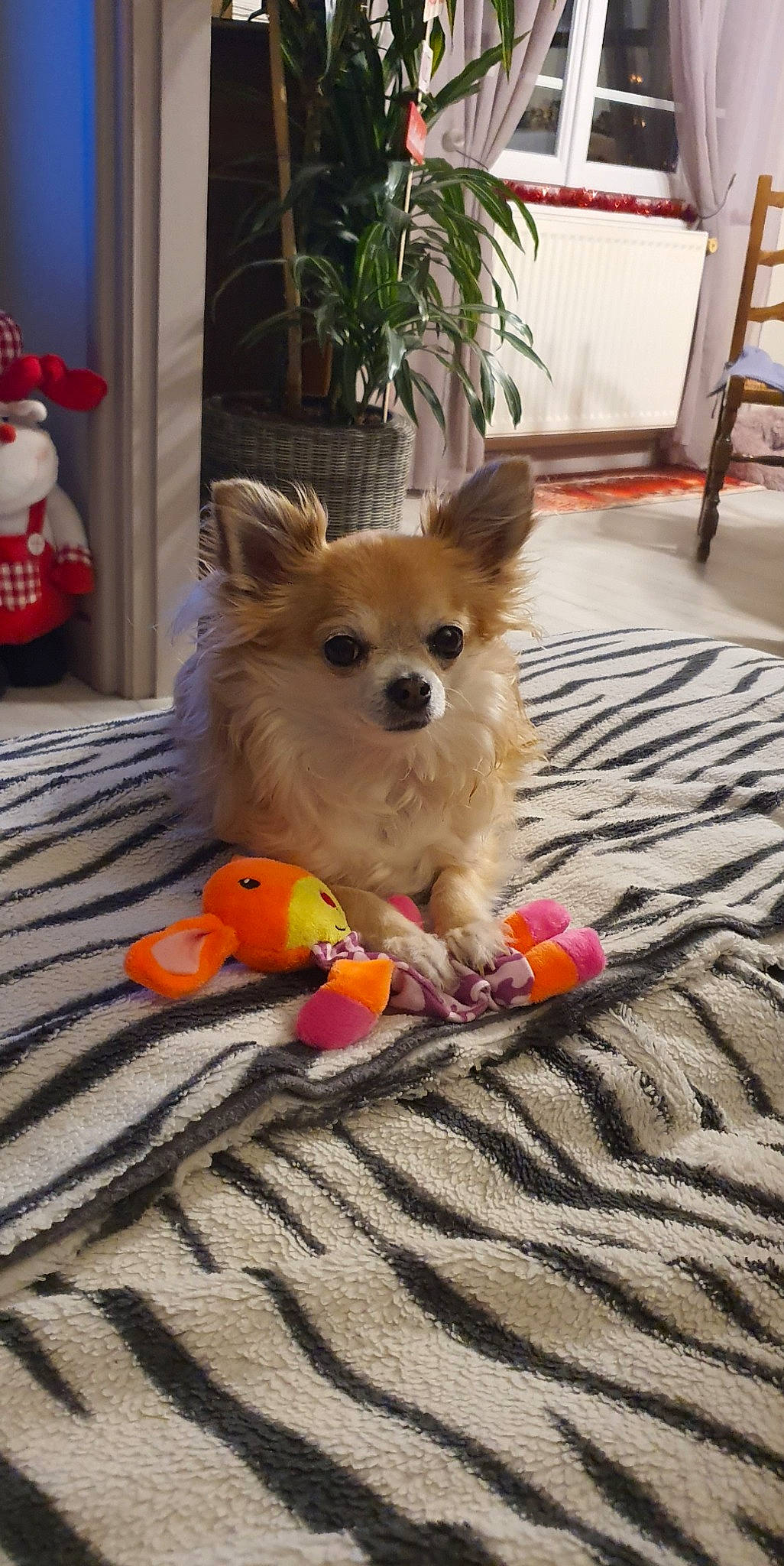 Febee participe au concours pour gagner de l'argent avec cette photo : canidae, carnivore, chihuahua, companion_dog, dog, dog_breed, dog_toy, fawn, german_spitz_mittel, mammal, non_sporting_group, pembroke_welsh_corgi, pomeranian, puppy, spitz, toy_dog, vertebrate