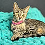 cat, tabby, pet, animal, collar, pink_collar, bell, blanket, turquoise, soft_focus, relaxed, lounging, golden_eyes, fur, whiskers, indoor, cute, cozy, portrait, feline