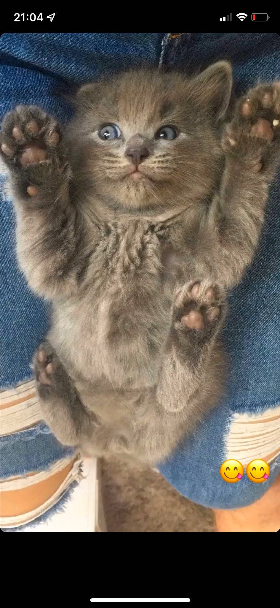 Alba a rejoint le concours — aidez-le/la à gagner de superbes lots ! blue, british_longhair, carnivore, cat, claw, domestic_short_haired_cat, fawn, felidae, fur, gesture, iris, paw, photo_caption, photography, small_to_medium_sized_cats, snout, tail, terrestrial_animal, whiskers, wildlife