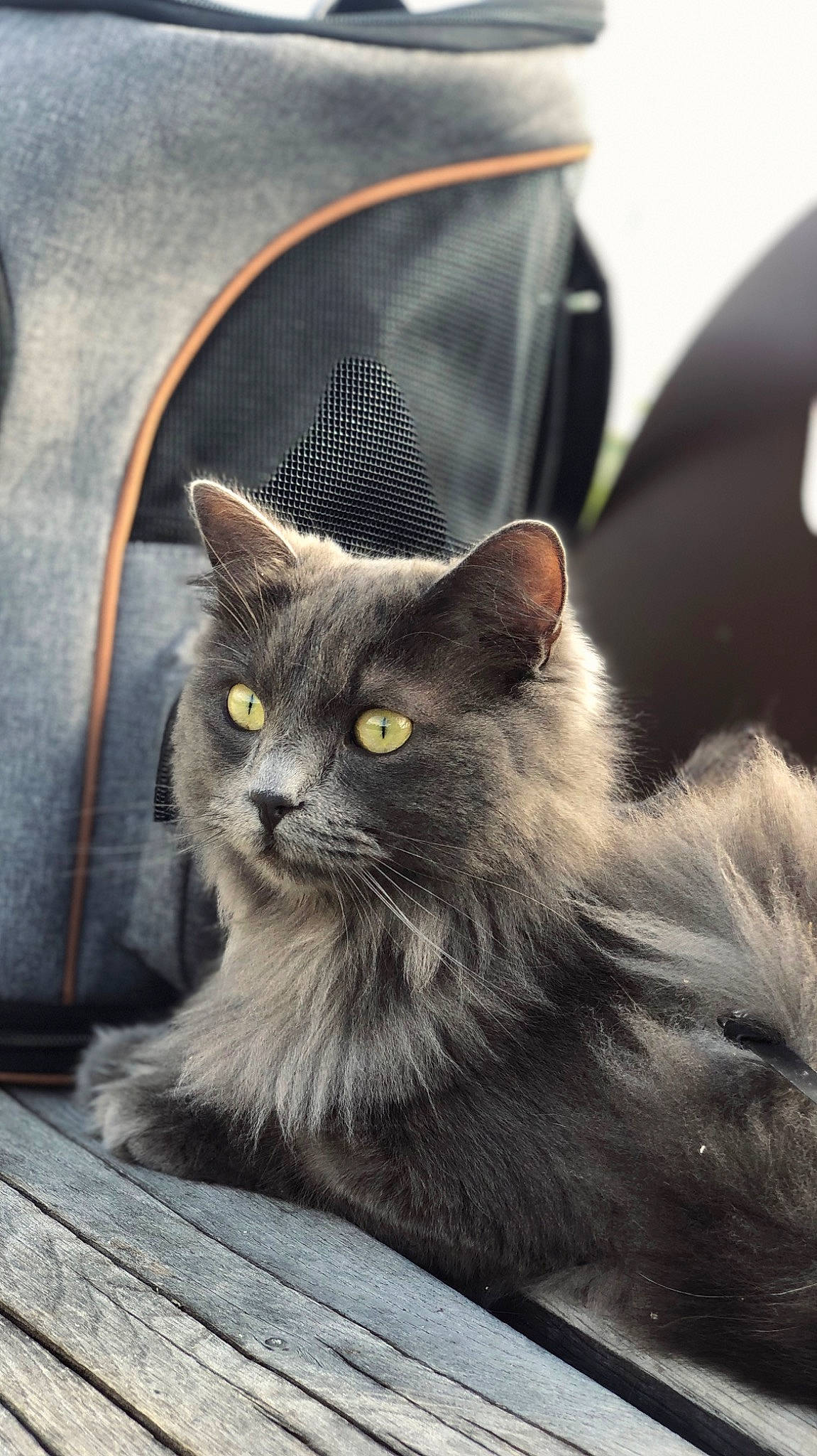 Alba a rejoint le concours — aidez-le/la à gagner de superbes lots ! automotive_tire, black_cat, british_longhair, carnivore, cat, claw, domestic_short_haired_cat, felidae, fur, grey, monochrome_photography, sitting, small_to_medium_sized_cats, snout, tail, terrestrial_animal, whiskers, window