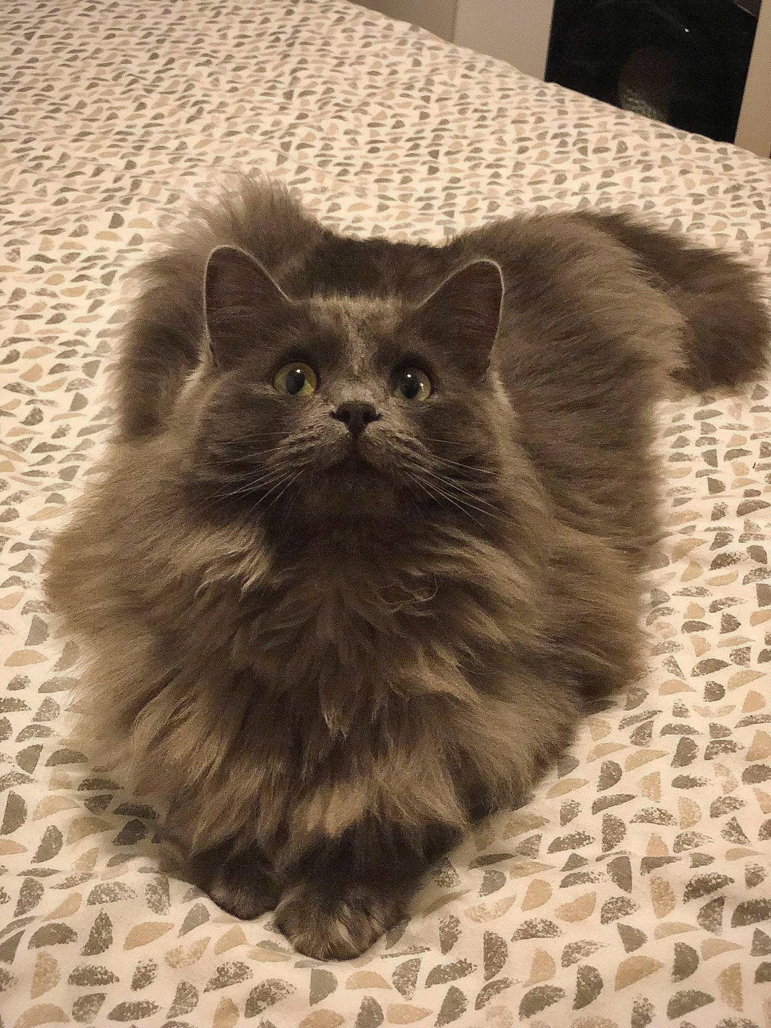 Alba a rejoint le concours — aidez-le/la à gagner de superbes lots ! british_longhair, carnivore, cat, claw, comfort, eye, fawn, felidae, flooring, fur, grey, head, monochrome_photography, paw, small_to_medium_sized_cats, snout, terrestrial_animal, whiskers, wildlife, working_animal