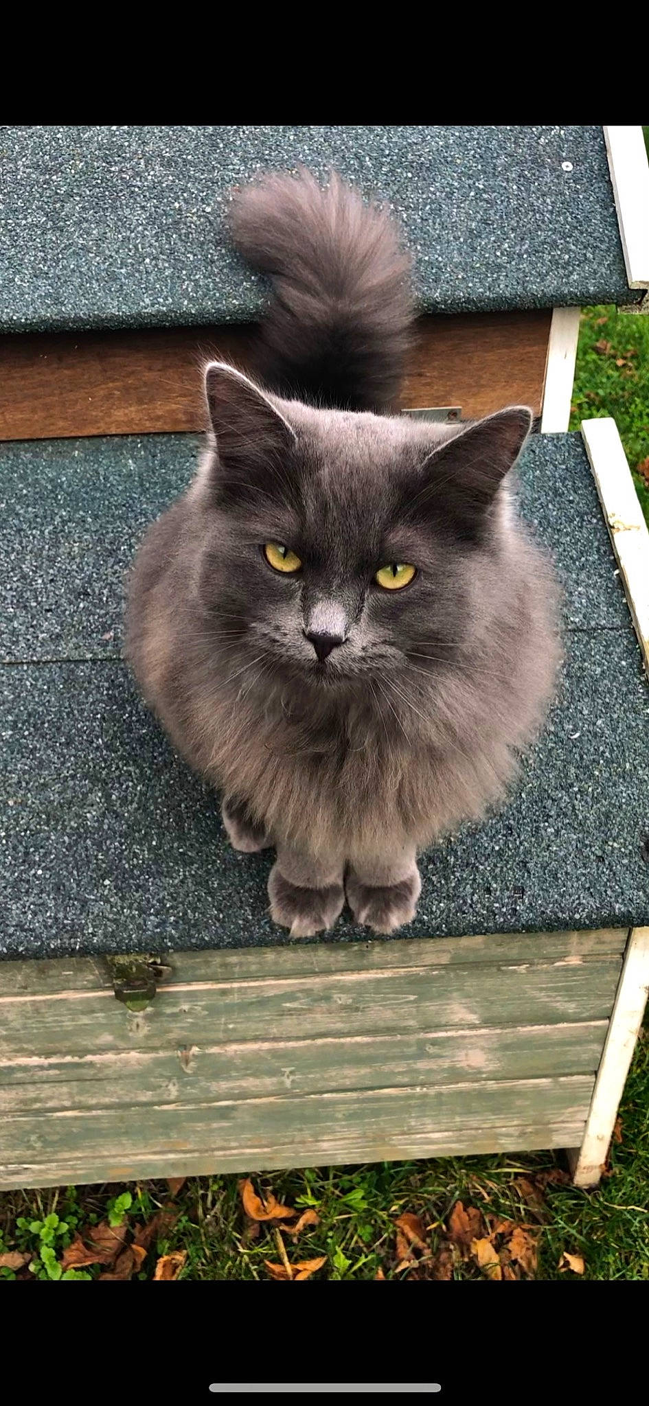 Alba a rejoint le concours — aidez-le/la à gagner de superbes lots ! black_cat, british_longhair, carnivore, cat, claw, domestic_short_haired_cat, fawn, felidae, fur, grass, grey, hardwood, plant, road_surface, sitting, small_to_medium_sized_cats, snout, tail, whiskers, wood