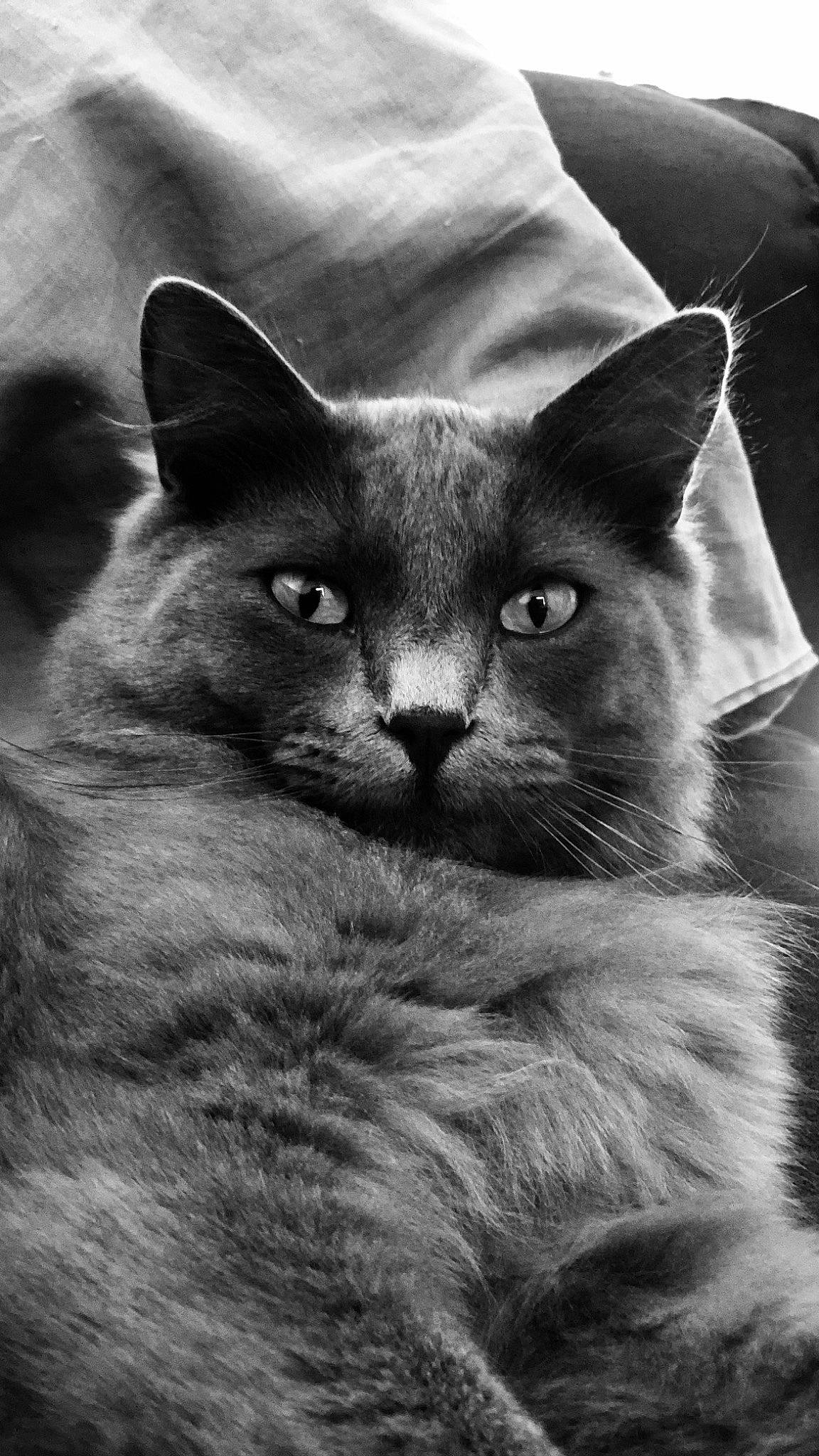 Alba a rejoint le concours — aidez-le/la à gagner de superbes lots ! british_longhair, carnivore, cat, close_up, comfort, domestic_short_haired_cat, eye, felidae, fur, grey, monochrome, monochrome_photography, russian_blue, small_to_medium_sized_cats, snout, style, terrestrial_animal, vertebrate, whiskers