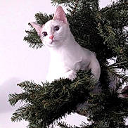 Misty joined the competition — help win amazing prizes! cat, white_cat, pine_tree, green_branches, pet, animal, curious, alert, indoor, feline, cute, playful, nature, branch, tree, fur, whiskers, ears, claws, mischievous