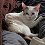 Misty is registered to the contest to win money with this photo: cat, animal, pet, feline, white_cat, relaxed, indoor, blanket, cushion, fur, ears, whiskers, tail, resting, cozy, home, comfort, cute, looking, soft