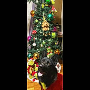 Ace joined the competition — help win amazing prizes! dog, black_dog, christmas_tree, ornaments, holiday, grinch, plush_toy, red_sweater, indoor, decorations, festive, smiling_dog, pet, floor, celebration, green, yellow, toy, happy, christmas