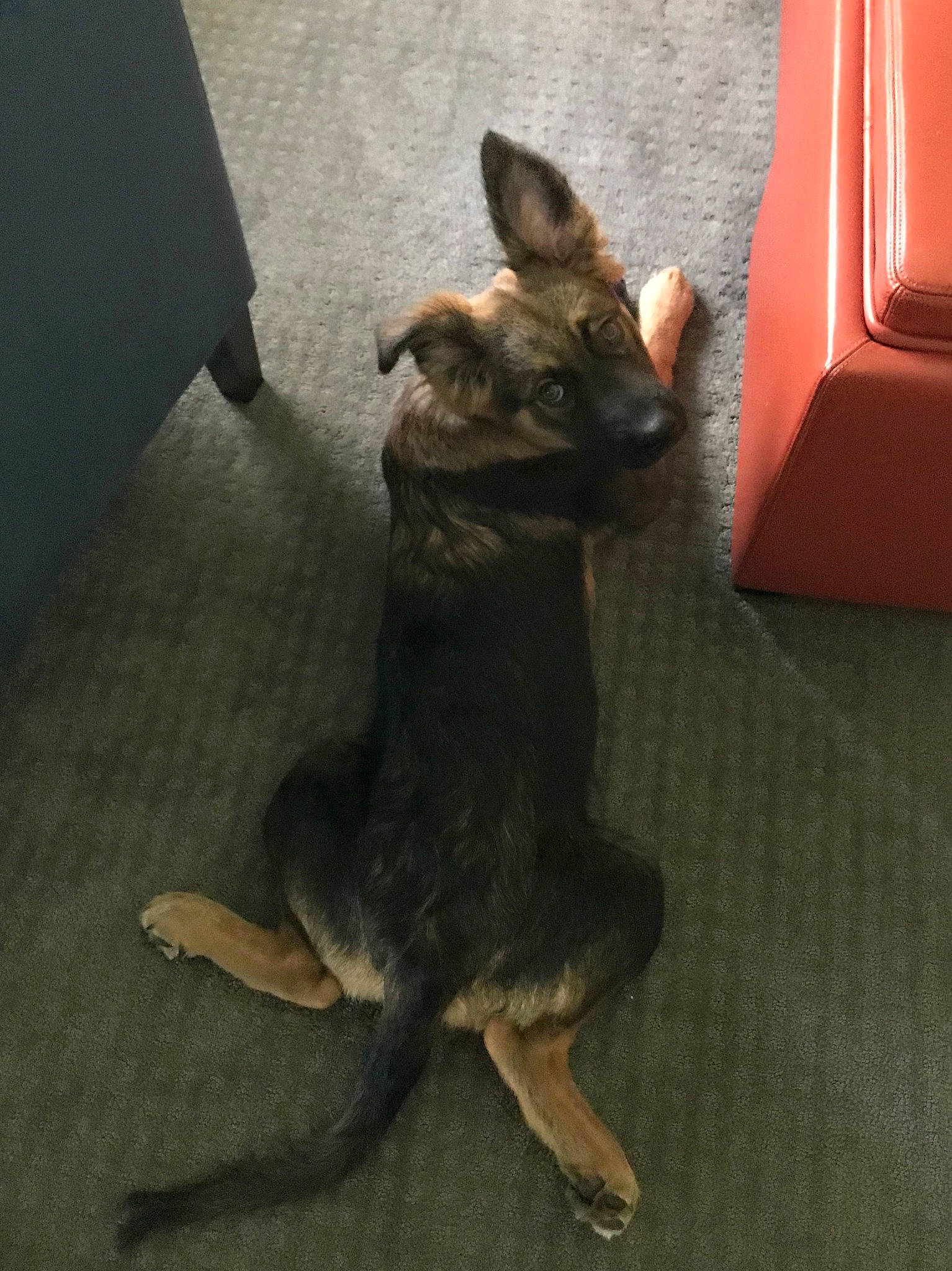 Juno is registered to the contest to win money with this photo: canidae, carnivore, companion_dog, dog, dog_breed, ear, fawn, german_shepherd_dog, mammal, paw, prazsky_krysarik, tail, working_dog