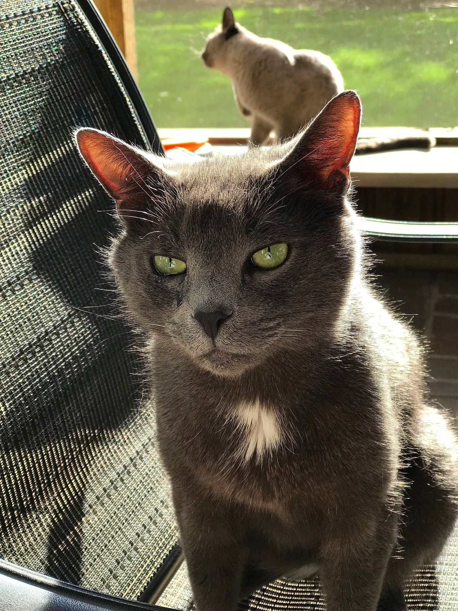 Sacha is registered to the contest to win money with this photo: asian, burmese, carnivore, cat, chartreux, domestic_short_haired_cat, felidae, german_rex, kitten, korat, mammal, nebelung, oriental_shorthair, russian_blue, small_to_medium_sized_cats, snout, tonkinese, vertebrate, whiskers