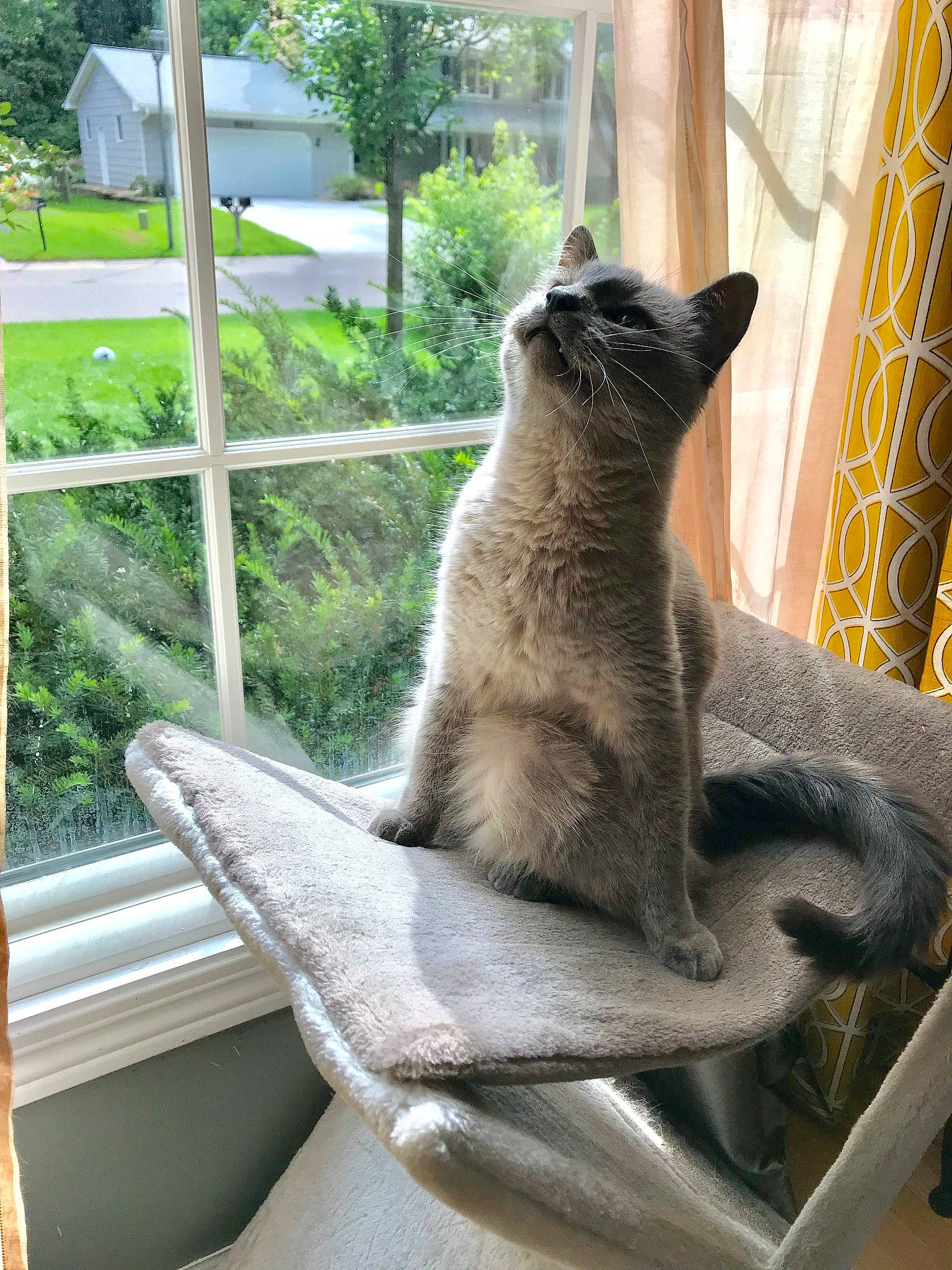 Mojo is registered to the contest to win money with this photo: carnivore, cat, chartreux, domestic_short_haired_cat, european_shorthair, felidae, fur, interior_design, nebelung, russian_blue, small_to_medium_sized_cats, tail, whiskers, window