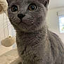 Alix a rejoint le concours — aidez-le/la à gagner de superbes lots ! alert, animal, cat, cat_tree, close_up, curious, cute, domestic_cat, feline, furry, gray_cat, house_pet, indoor, mammal, pet, portrait, soft_fur, whiskers, wide_eyes, young_cat