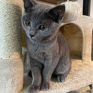 Alix a rejoint le concours — aidez-le/la à gagner de superbes lots ! animal, cat, cat_tree, cozy, curious, cute, ears, feline, fur, gray_cat, household, indoor, kitten, paws, pet, playful, resting, scratching_post, whiskers, young_cat