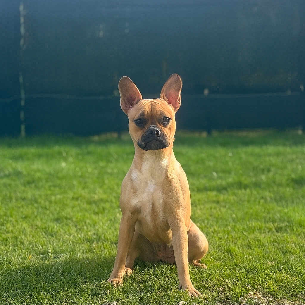 Sully a rejoint le concours — aidez-le/la à gagner de superbes lots ! animal, canine, daytime, dog, ears, fence, fur, grass, ground, mammal, nature, outdoor, pet, portrait, quiet, serious, sitting, sunlight, tan_dog, watchful