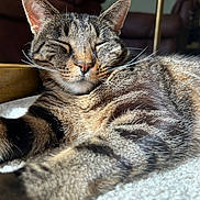 Jackie joined the competition — help win amazing prizes! cat, tabby, pet, animal, feline, sleeping, relaxed, indoor, carpet, closeup, whiskers, fur, striped, ears, nose, paw, sunlight, cozy, resting, home