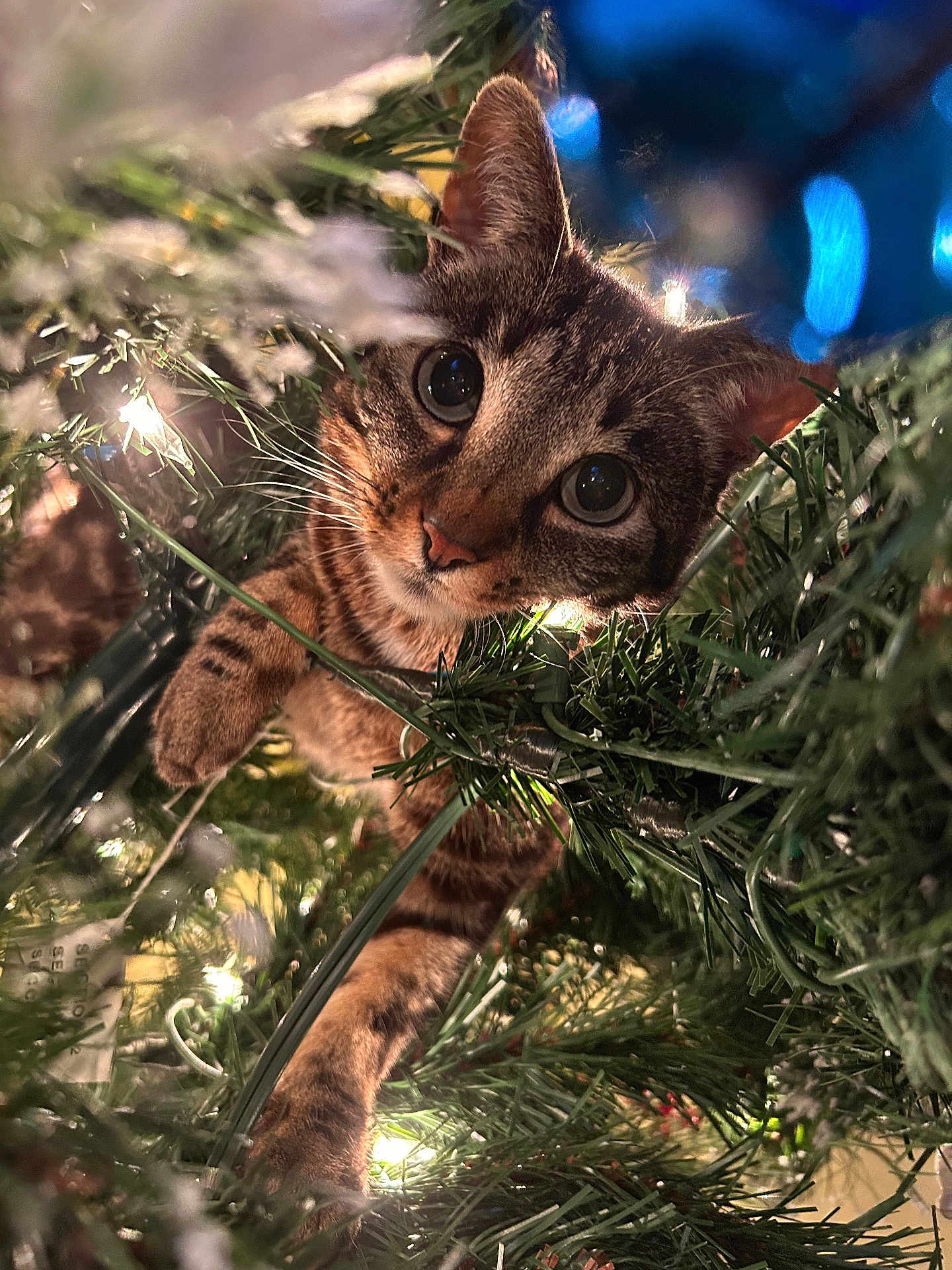 Jackie is registered to the contest to win money with this photo: cat, tabby, christmas_tree, greenery, branches, lights, curious, animal, pet, whiskers, closeup, indoor, holiday, festive, nature, cute, face, ears, paw, feline