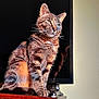 Jackie is registered to the contest to win money with this photo: cat, tabby, indoor, sunlight, reflection, television, wooden_surface, pet, feline, striped, sitting, close_up, domestic_animal, whiskers, ears, fur, relaxed, side_view, shadow, household