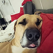 Snoop a rejoint le concours — aidez-le/la à gagner de superbes lots ! blanket, brown_dog, canine, close_up, comfort, couch, cozy, dog, furniture, home, indoor, living_room, pet, pillow, red_pillow, relaxed, resting, sleeping, tongue, tongue_out