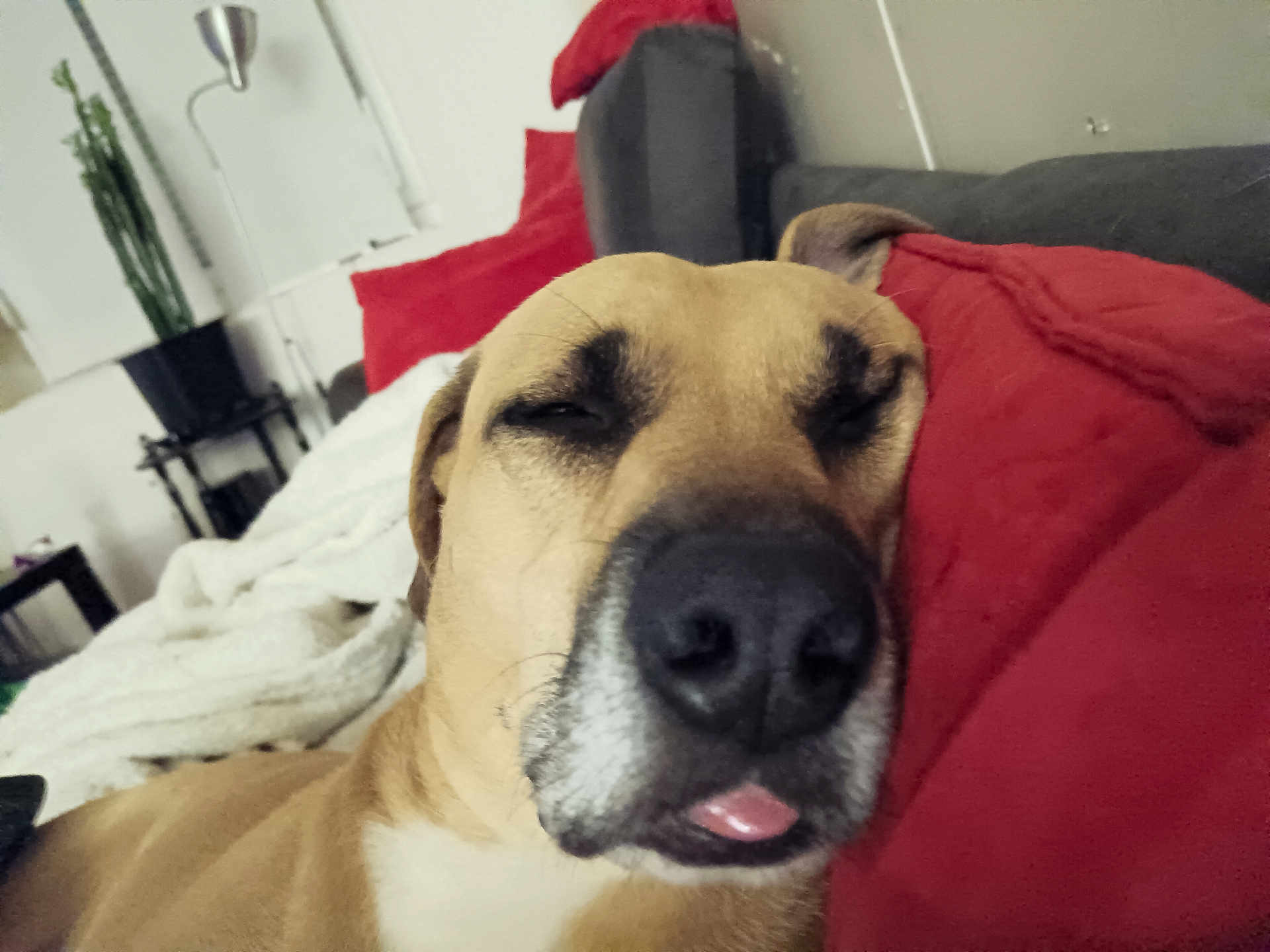 Snoop