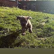 Ares a rejoint le concours — aidez-le/la à gagner de superbes lots ! animal, brown, canine, cute, daylight, dog, fun, garden, grass, hedge, house, nature, outdoor, pet, playful, puppy, running, sunlight, yard, young