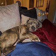 Ares a rejoint le concours — aidez-le/la à gagner de superbes lots ! puppy, dog, couch, pillows, blankets, indoor, cozy, lighting, living_room, brown, fur, cute, relaxed, home, animal, pet, comfort, furniture, decor, resting