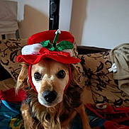 Filou participe au concours pour gagner de l'argent avec cette photo : dog, hat, red_hat, pet, indoor, blanket, couch, patterned_cushion, brown_fur, small_dog, cute, costume, portrait, animal, face, sitting, cozy, domestic, holiday, decor