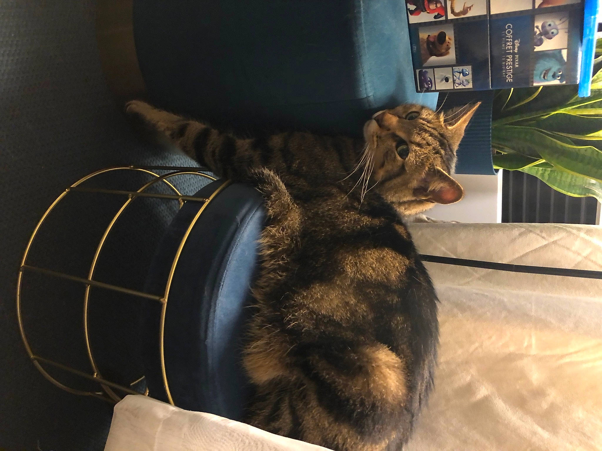 Orson a rejoint le concours — aidez-le/la à gagner de superbes lots ! bag, baggage, carnivore, cat, comfort, dog_breed, domestic_short_haired_cat, felidae, fur, houseplant, linens, mammal, plant, room, small_to_medium_sized_cats, snout, tail, textile, vertebrate, whiskers