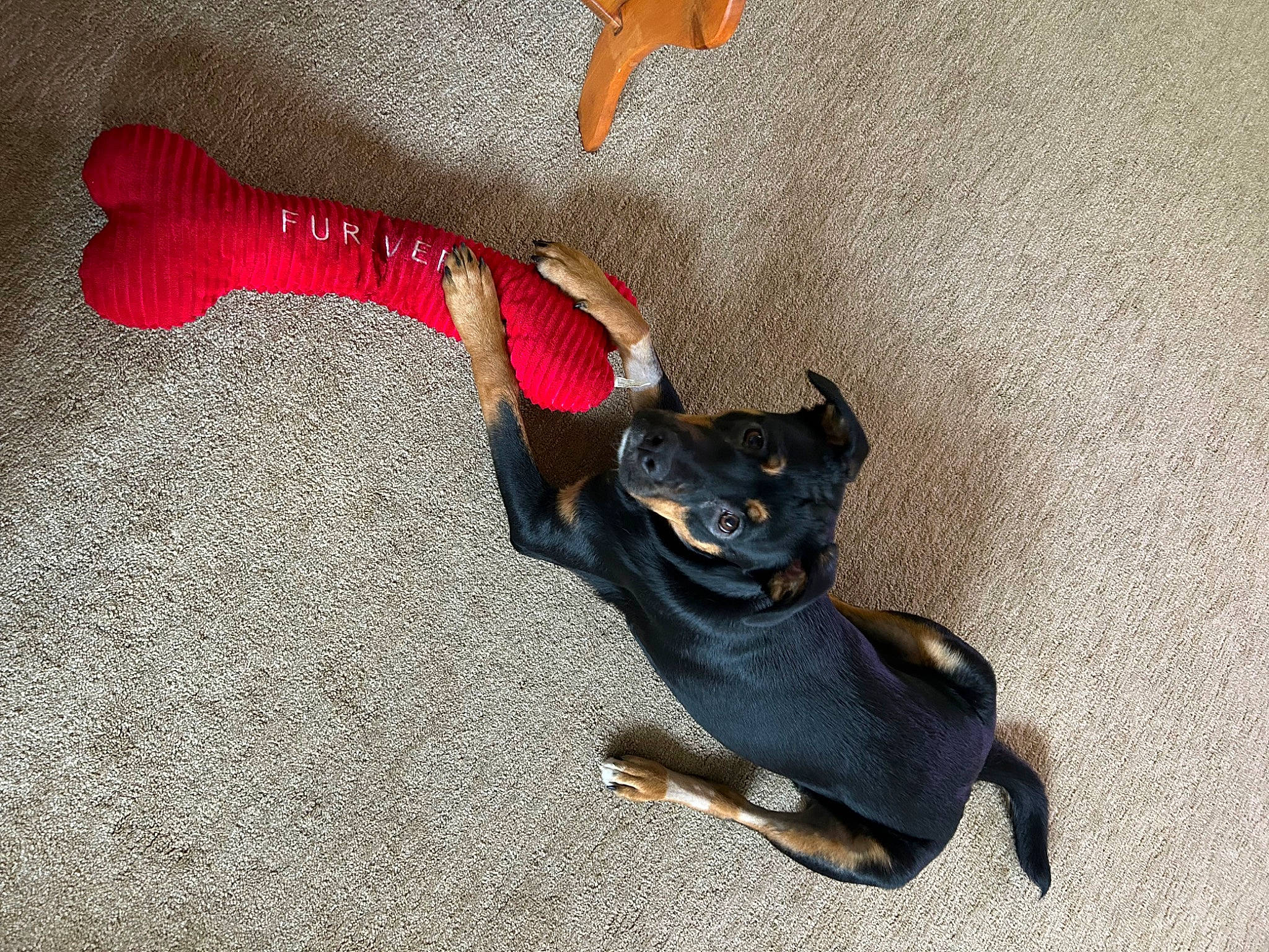 Vivi is registered to the contest to win money with this photo: carmine, carnivore, claw, companion_dog, dog, dog_breed, dog_supply, fashion_accessory, fawn, flooring, foot, leash, paw, pet_supply, snout, sporting_group, tail, terrestrial_animal, toy, working_animal