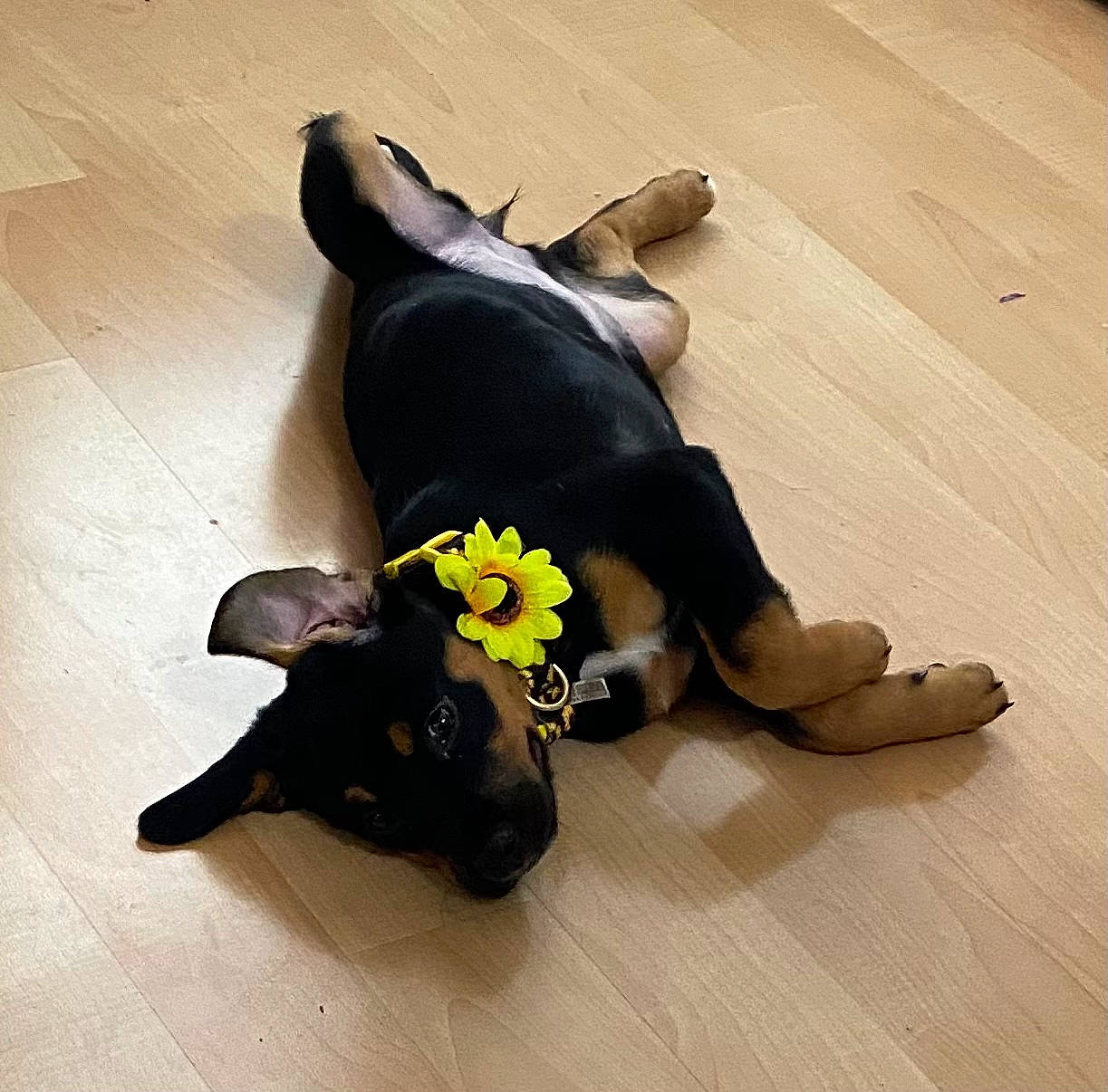 Vivi is registered to the contest to win money with this photo: carnivore, comfort, companion_dog, dog, dog_breed, fawn, floor, flooring, flower, foot, hardwood, leg, plant, snout, sporting_group, tail, toy, toy_dog, wood, working_animal