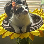 Wil is registered to the contest to win money with this photo: cat, sunflower, cat_perch, pet, indoor, window_blinds, sunlight, animal, feline, relaxing, white_paws, striped_fur, curious, closeup, domestic_cat, whiskers, soft_texture, yellow, green, cozy