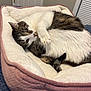 animal, bed, brown, cat, cozy, cute, domestic, feline, fur, home, indoor, paw, pet_bed, pink, plush, relaxed, resting, sleepy, soft, white