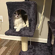 Big Chungus joined the competition — help win amazing prizes! animal, cat, cat_tree, cubby, eyes, feline, floor, fur, home, indoor, outlet, paw, pet, plush, relaxed, resting, rope, toy, wall, wood_floor