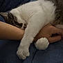 animal, arm, blanket, cat, close_up, comfort, cute, feline, friendship, hugging, human, indoor, paw, pet, relaxation, resting, sleeping, soft_texture, tabby, white_fur