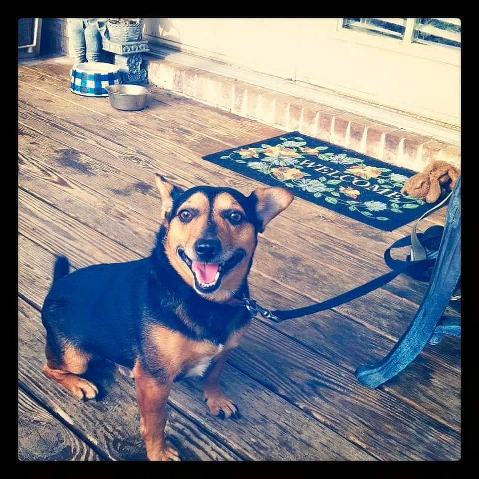 Smokey joined the competition — help win amazing prizes! art, canidae, carnivore, companion_dog, dog, dog_breed, electric_blue, floor, flooring, font, happy, hardwood, metal, morning, rectangle, sky, snout, square, tints_and_shades, wood