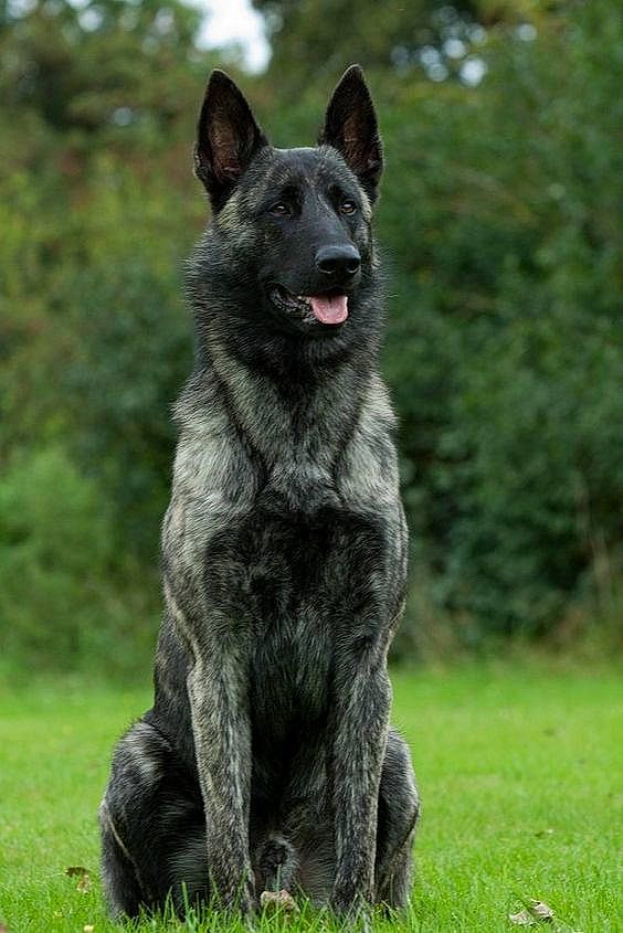 Lasko participe au concours pour gagner de l'argent avec cette photo : canidae, canis, carnivore, dog, dog_breed, fang, grass, herding_dog, non_sporting_group, plant, snout, sporting_group, terrestrial_animal, tree, wildlife, working_animal, working_dog