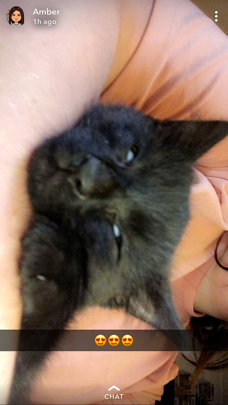 Bugzy is registered to the contest to win money with this photo: black_hair, canidae, carnivore, cat, felidae, fur, person