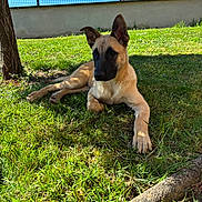 Simba participe au concours pour gagner de l'argent avec cette photo : dog, puppy, grass, outdoor, tree, shade, sunlight, backyard, fence, blue_sky, animal, pet, canine, relaxed, lying_down, nature, summer, young_dog, greenery, sunny_day