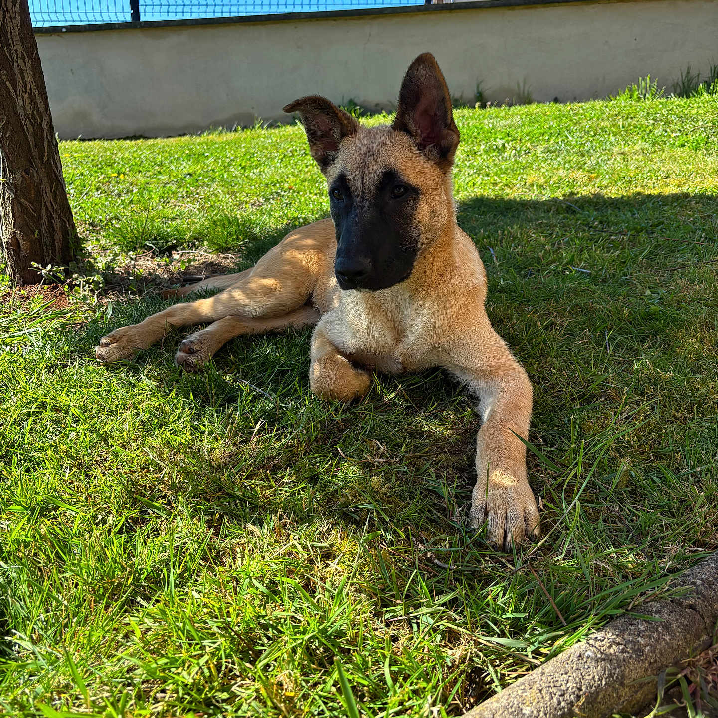 Simba