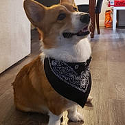Archie joined the competition — help win amazing prizes! animal, bandana, chair, corgi, couch, cute, dog, domestic, ears, floor, furniture, home, indoor, light, looking_up, mirror, pet, sitting, table, wooden_floor