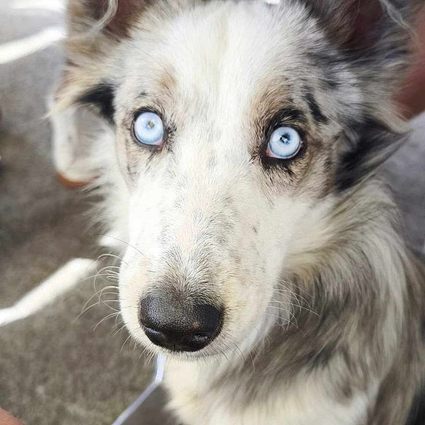 Athena a rejoint le concours — aidez-le/la à gagner de superbes lots ! animal, black_fur, blue_eyes, blurred_background, close_up, companion, dog, ears, fur, grey_fur, human, indoor, leg, looking_up, muzzle, pet, sitting, snout, table, white_fur