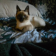 Pepper is registered to the contest to win money with this photo: cat, siamese_cat, bed, pillow, blanket, pattern, indoor, feline, resting, animal, fur, ears, whiskers, cute, pet, domestic, cozy, sleepy, soft, comfort