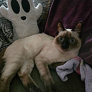 Pepper joined the competition — help win amazing prizes! blanket, cat, comfort, couch, cozy, ears, eyes, feline, fur, ghost_toy, home, indoor, paws, pet, plush_toy, relaxation, resting, siamese_cat, soft, stuffed_animal