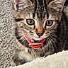 animal, carpet, cat, closeup, collar, curious, cute, domestic_cat, face, fluffy, fur, green_eyes, indoor, kitten, pet, playful, soft, tabby, whiskers, young