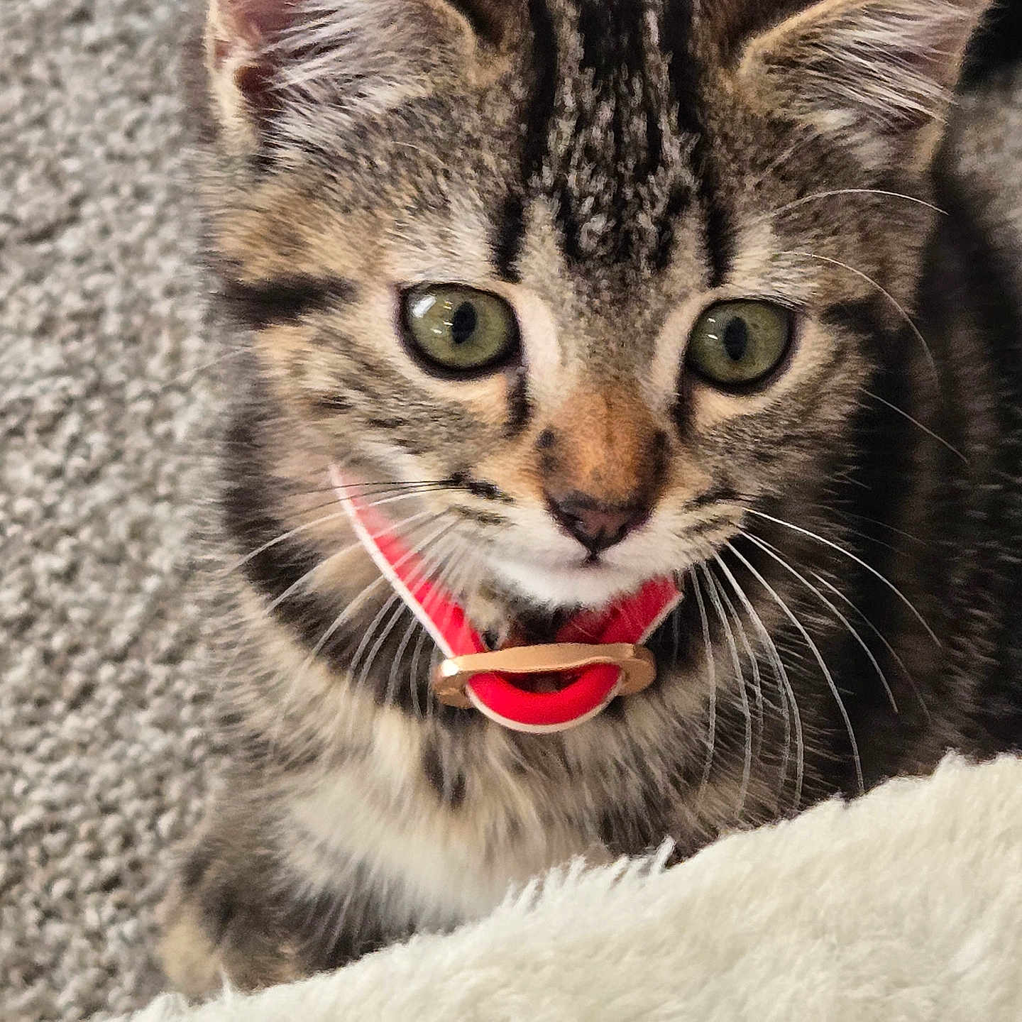 Mustang is registered to the contest to win money with this photo: kitten, cat, tabby, pet, collar, green_eyes, whiskers, fur, cute, animal, indoor, curious, closeup, face, young, fluffy, soft, carpet, domestic_cat, playful
