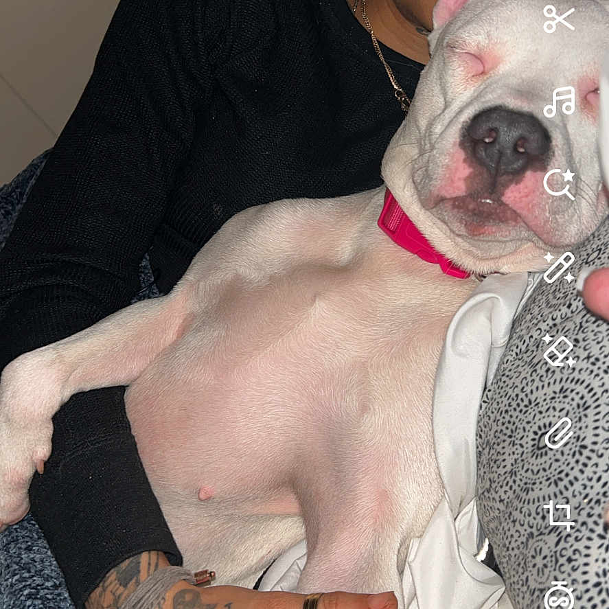 Nipsey Bunny joined the competition — help win amazing prizes! accessories, adult, animal, bodypart, boxer, bulldog, canine, dog, face, finger, hand, head, jewelry, male, man, person, pet, pitbull, skin, tattoo