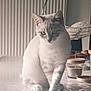 Aiko participe au concours pour gagner de l'argent avec cette photo : cat, pet, animal, indoor, table, reflection, curious, fur, whiskers, ears, domestic, calm, soft_light, household, candle, decor, still_life, feline, close_up, portrait