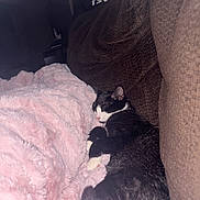 Iris joined the competition — help win amazing prizes! black_and_white, blanket, brown, cat, close_up, comfort, couch, cozy, domestic_animal, feline, fluffy, fur, indoor, nap, pet, pink, relaxed, resting, sleeping, soft