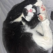 Iris is registered to the contest to win money with this photo: cat, black_and_white, sleeping, curled_up, pink_paw_pads, pink_nose, blanket, remote_control, cozy, soft, pet, animal, indoor, resting, fur, whiskers, cute, relaxed, paw, domestic_cat