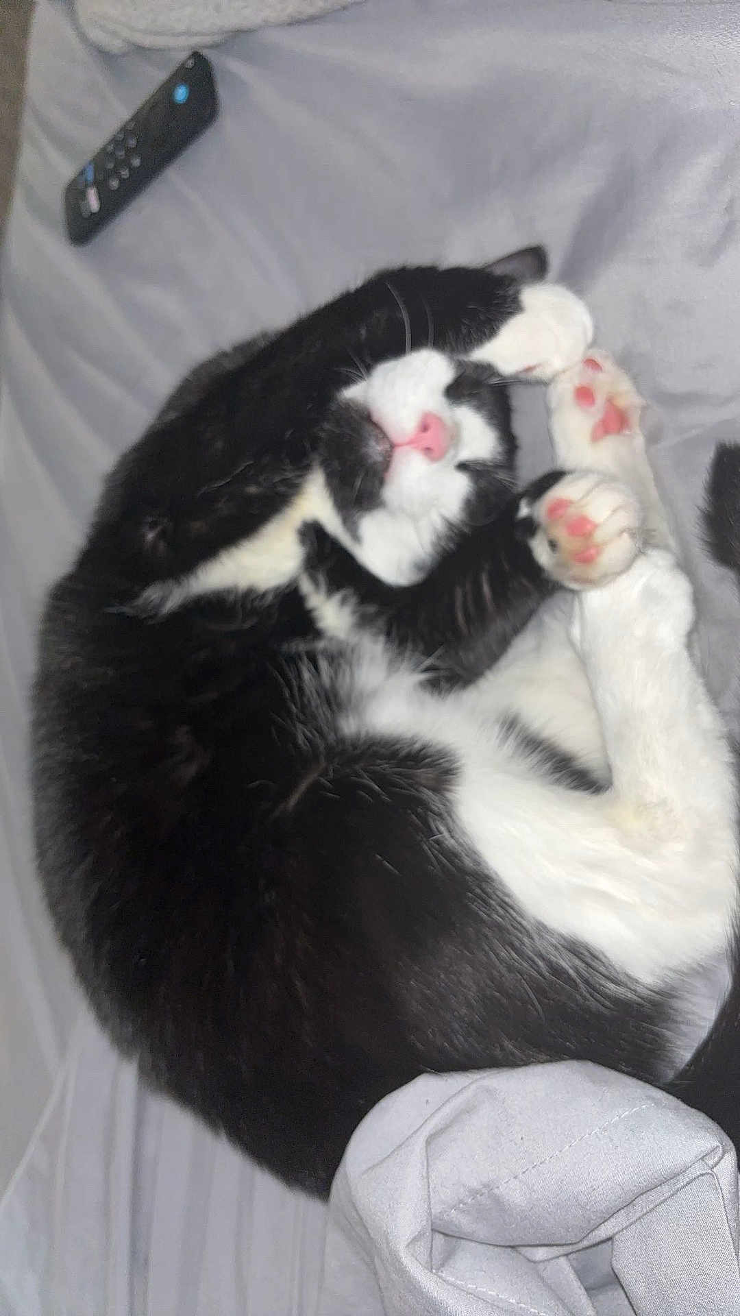 Iris is registered to the contest to win money with this photo: cat, black_and_white, sleeping, curled_up, pink_paw_pads, pink_nose, blanket, remote_control, cozy, soft, pet, animal, indoor, resting, fur, whiskers, cute, relaxed, paw, domestic_cat