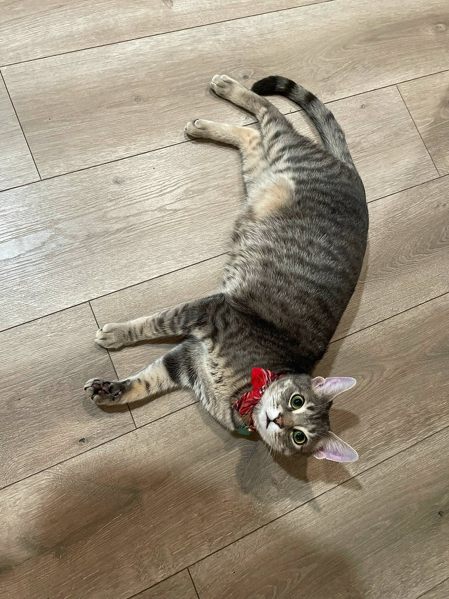 Basil joined the competition — help win amazing prizes! carnivore, cat, cat_toy, claw, dog_breed, domestic_short_haired_cat, felidae, floor, flooring, foot, fur, grey, hardwood, paw, small_to_medium_sized_cats, snout, sporting_group, tail, whiskers, wood