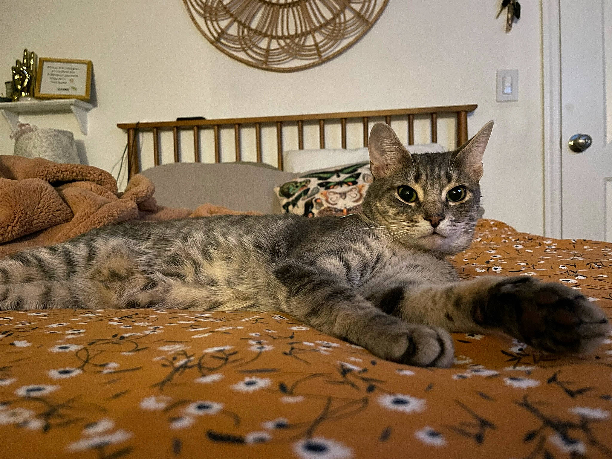 Basil is registered to the contest to win money with this photo: bed, carnivore, cat, comfort, couch, domestic_short_haired_cat, door, felidae, floor, flooring, fur, grey, hardwood, picture_frame, room, small_to_medium_sized_cats, snout, studio_couch, whiskers, wood